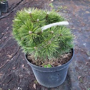 Сосна чорна - Pinus nigra Agnes Bregeon