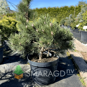 Сосна чорна - Pinus nigra Borowany