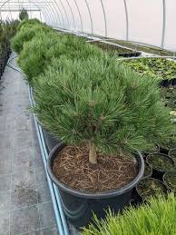 Сосна чорна - Pinus nigra Brepo Pa