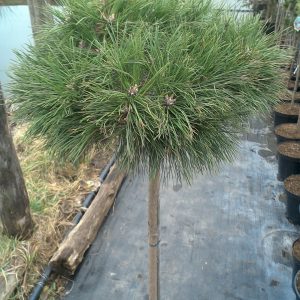 Сосна чорна - Pinus nigra Brepo Pa (на штамбі)