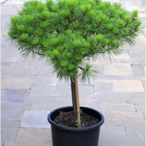 Pinus nigra Britte Pa C10