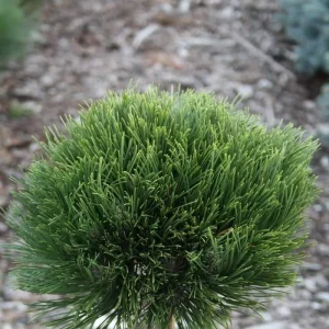 Pinus nigra Cabanensis Nana Pa C5