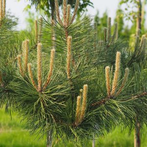 Сосна чорна - Pinus nigra Certak Pa (на штамбі)