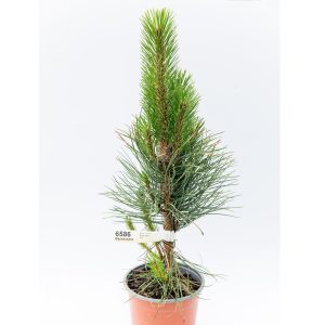 Pinus nigra Fastigiata C2