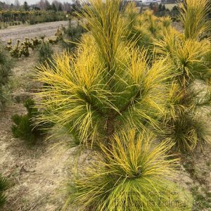Pinus nigra Golden Sunray С15