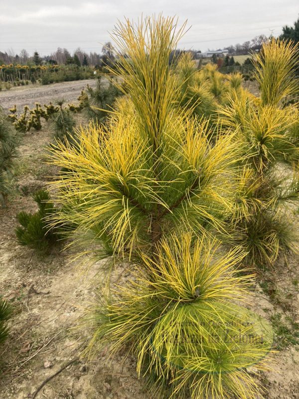 Pinus nigra Golden Sunray С15