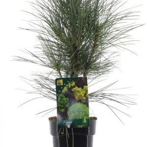 Pinus nigra Green Rocket 20-30