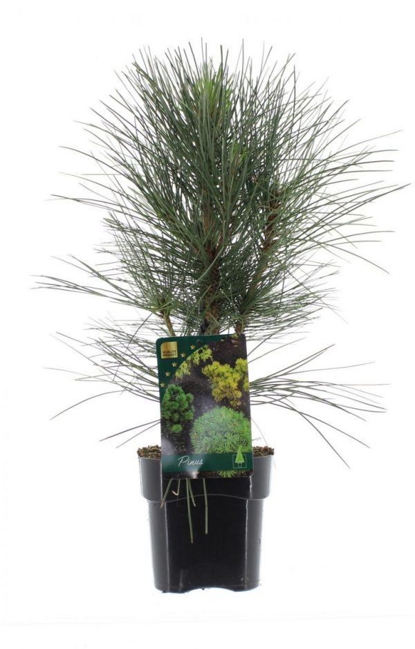 Pinus nigra Green Rocket 20-30