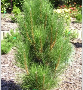 Pinus nigra Green Rocket