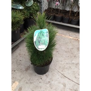 Pinus nigra Green Rocket C7.5
