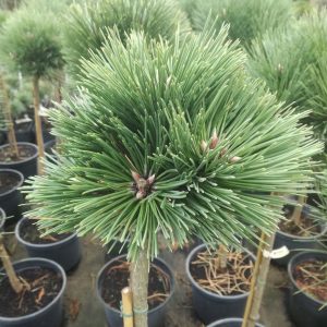 Pinus nigra Hubert Pa C10