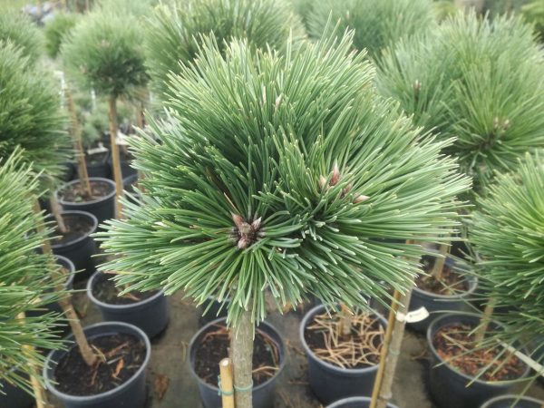 Pinus nigra Hubert Pa C10