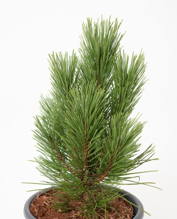 Pinus nigra Kleiner Turm C5 10-15