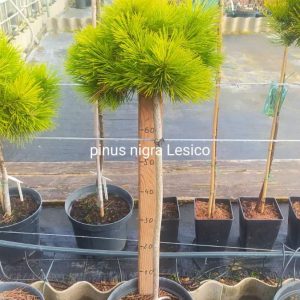 Pinus nigra Lesisko Pa C10