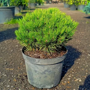 Pinus nigra Maria Bregeon C12