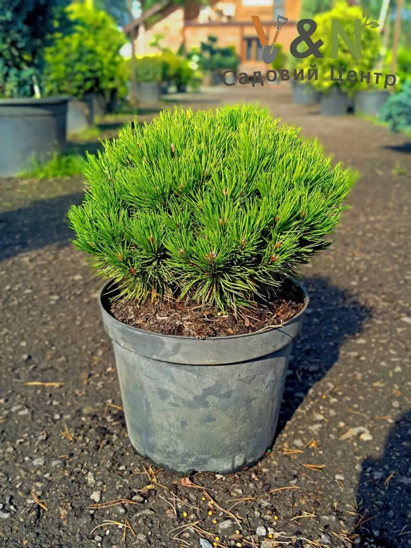 Pinus nigra Maria C10