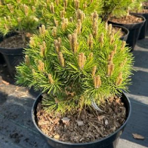 Pinus nigra Maria C7.5