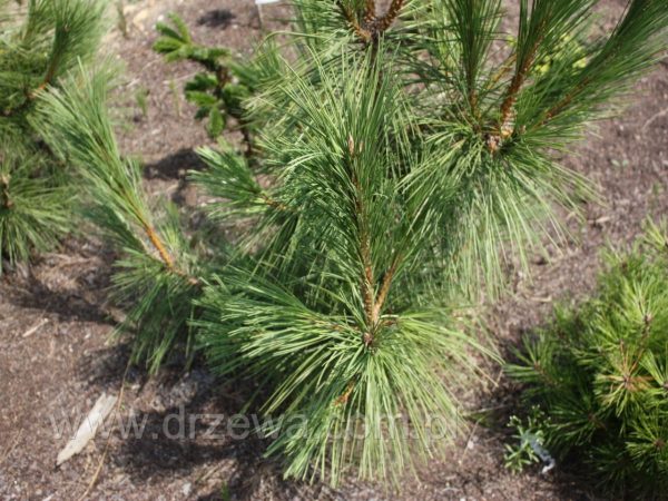 Pinus nigra Maritima