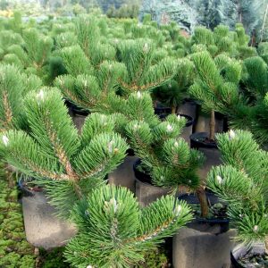 Pinus nigra Oregon Green C10