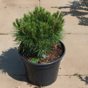 Pinus nigra Otto Compact 15-25