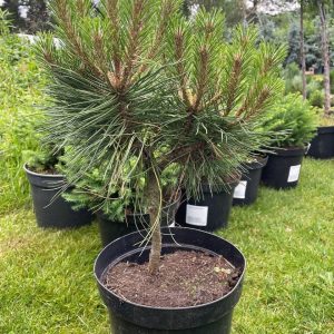 Pinus nigra Otto Compact