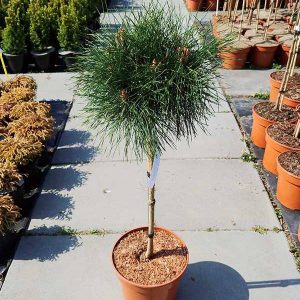 Pinus nigra Otto Compact Pa