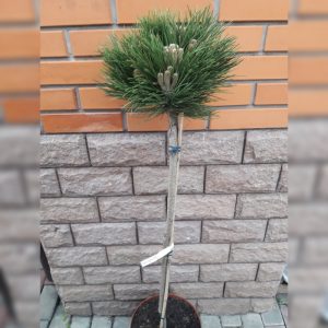 Pinus nigra Petra Pa C10