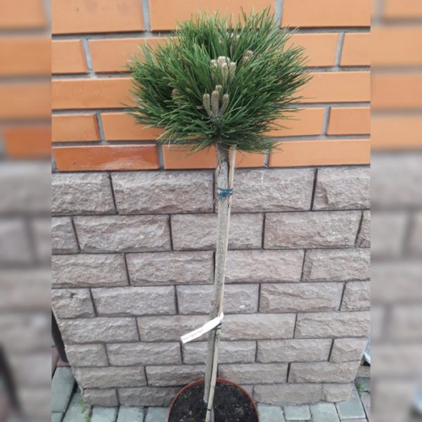 Pinus nigra Petra Pa C10
