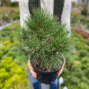 Pinus nigra Rockley WB