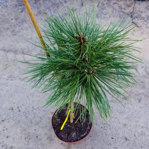 Pinus nigra SN 18 Pa