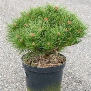 Pinus nigra Spilberg C5
