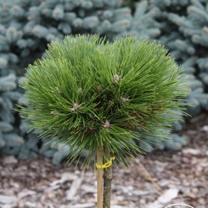 Pinus nigra Sychrov Pa С10