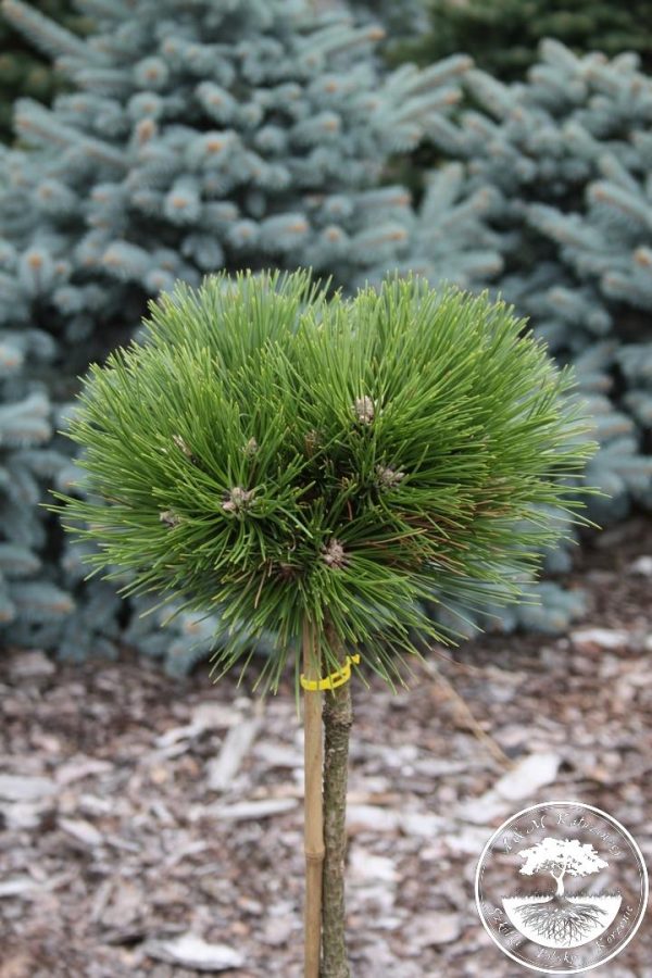 Pinus nigra Sychrov Pa С10