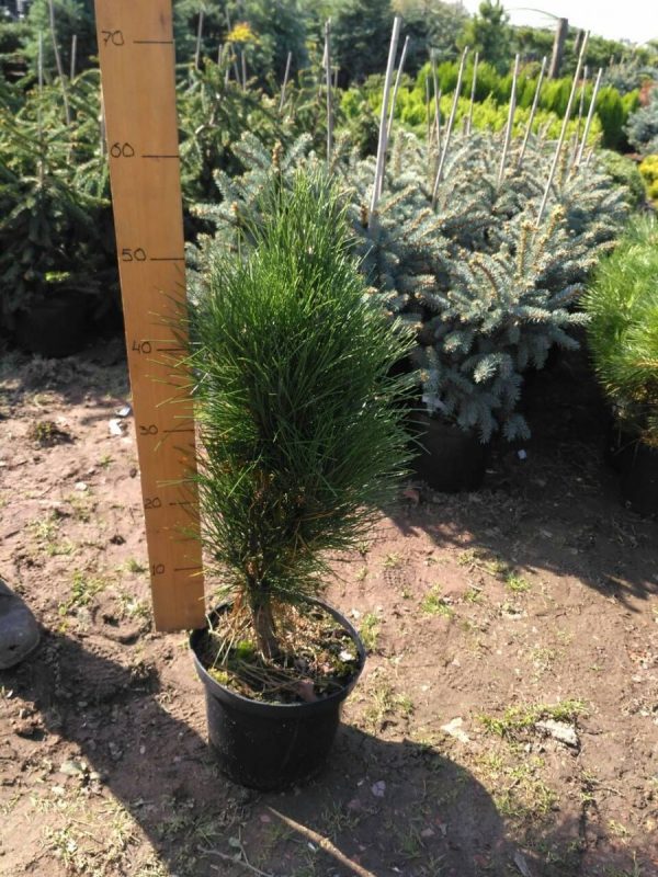 Pinus nigra Zimmer C 5