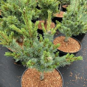 Pinus parviflora Bonnie Bergmans