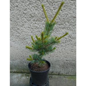 Pinus parviflora Shizukagoten