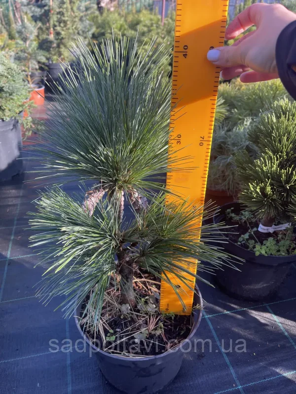 Pinus schwerinii Wiethorst С5 35-50