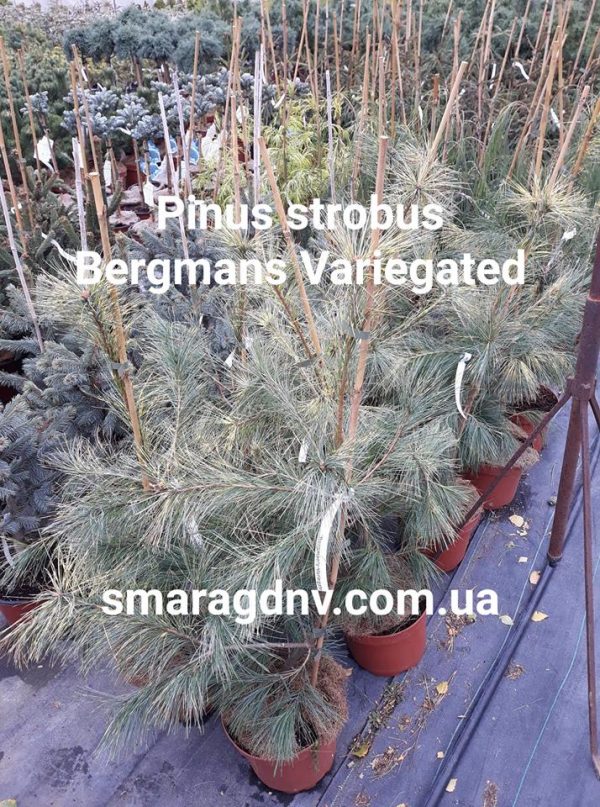 Сосна веймутова - Pinus strobus Bergmans Mini