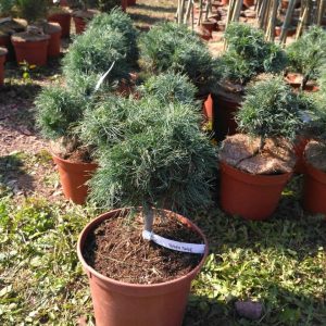 Сосна веймутова - Pinus strobus Green Twist