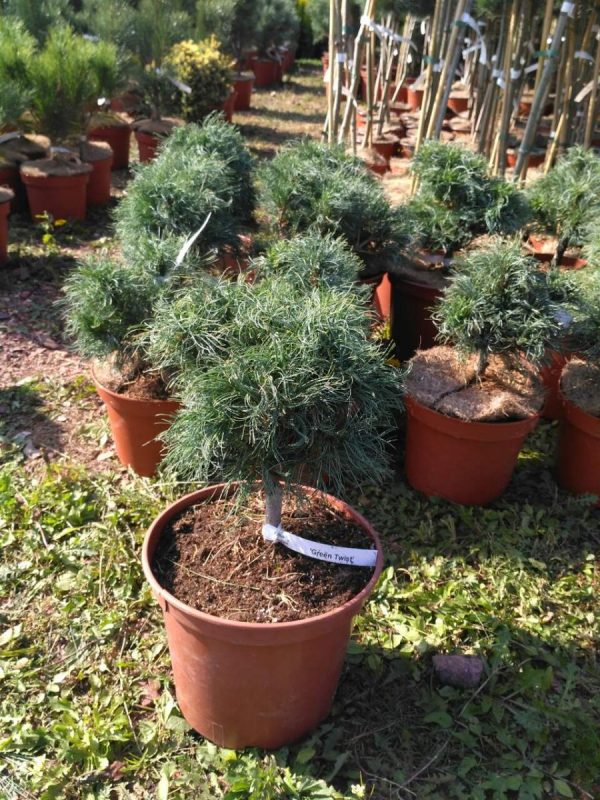 Сосна веймутова - Pinus strobus Green Twist
