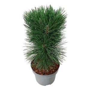 Сосна веймутова - Pinus strobus Pyramidalis