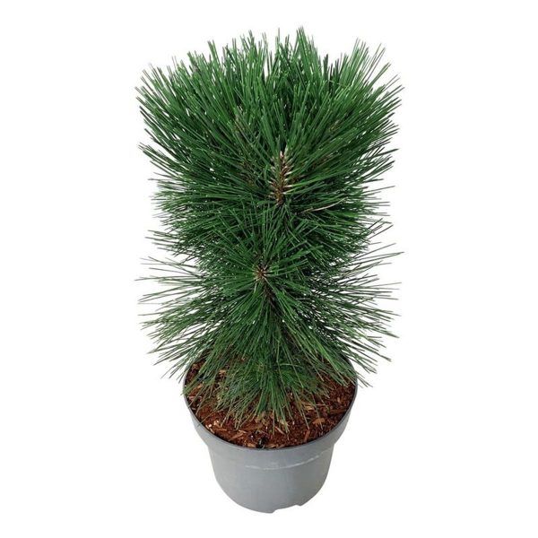 Сосна веймутова - Pinus strobus Pyramidalis