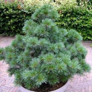 Сосна веймутова - Pinus strobus Radiata