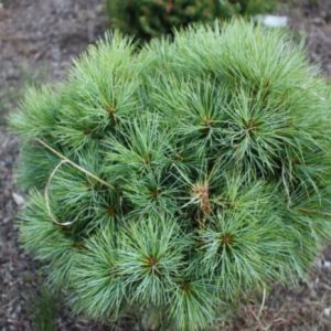 Сосна веймутова - Pinus strobus Sea Urchin