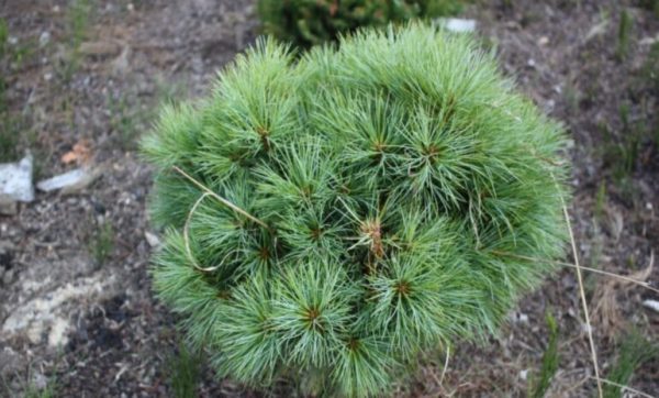 Сосна веймутова - Pinus strobus Sea Urchin