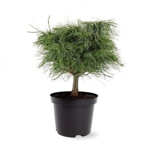 Сосна веймутова - Pinus strobus Tiny Curls