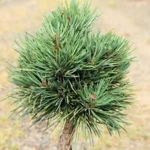 Pinus sylvestris Benets Compact Pa