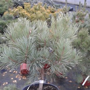 Сосна звичайна - Pinus sylvestris Shantry Blue
