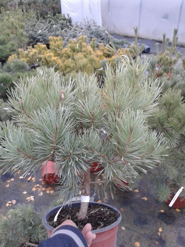 Сосна звичайна - Pinus sylvestris Shantry Blue