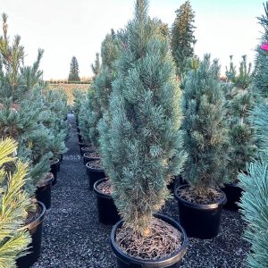 Сосна звичайна - Pinus sylvestris Fastigiata (на штамбі) (висота Pa 80-120 см, горщик 15л)